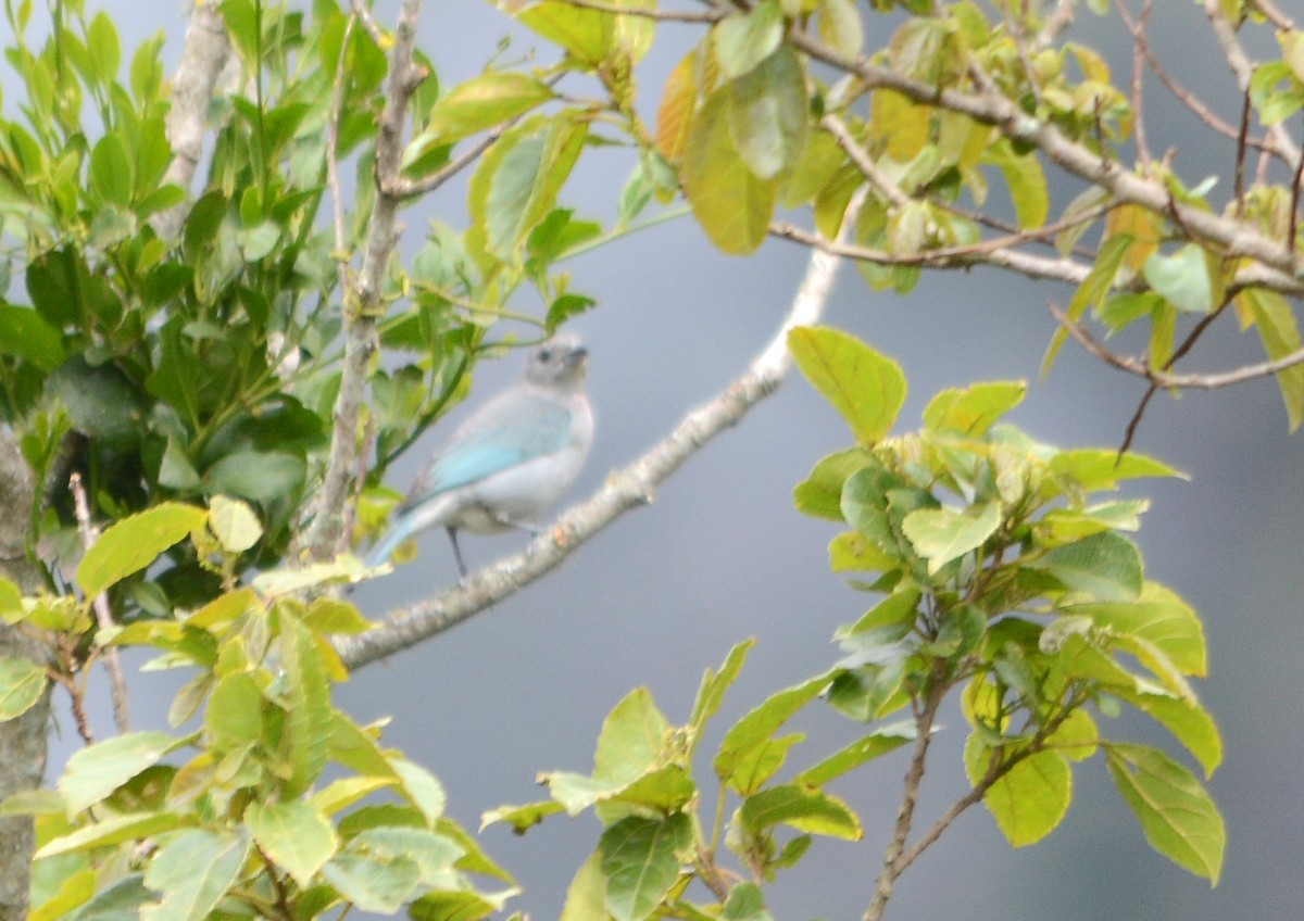 Sayaca Tanager - ML643535634