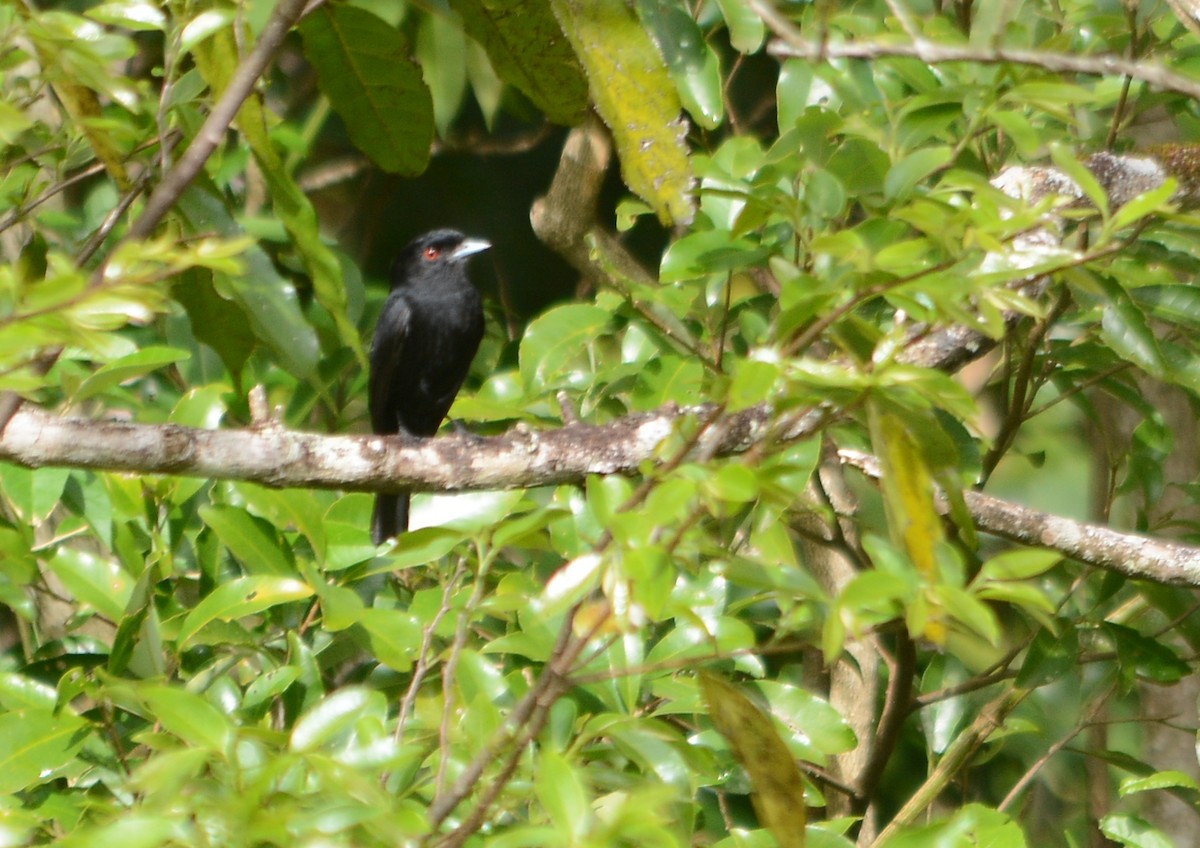 Blue-billed Black-Tyrant - ML643535637