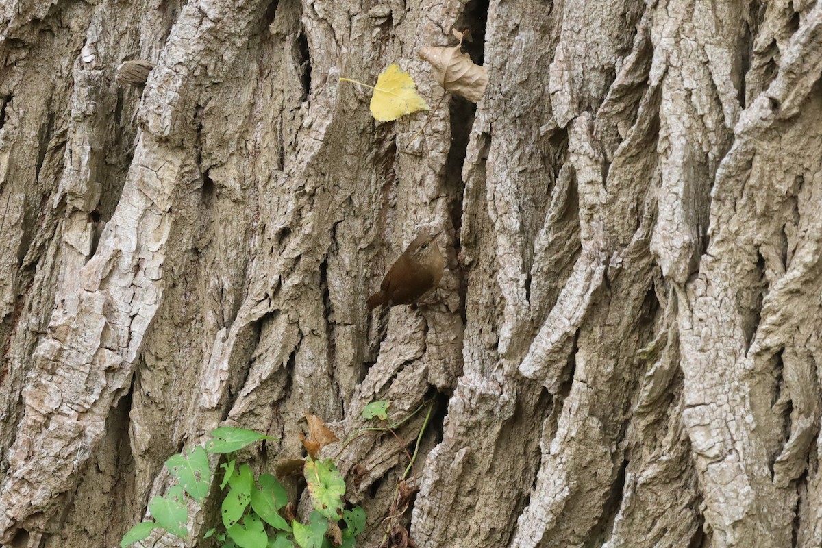 Eurasian Wren - ML643535640