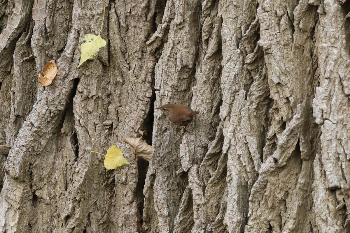 Eurasian Wren - ML643535642