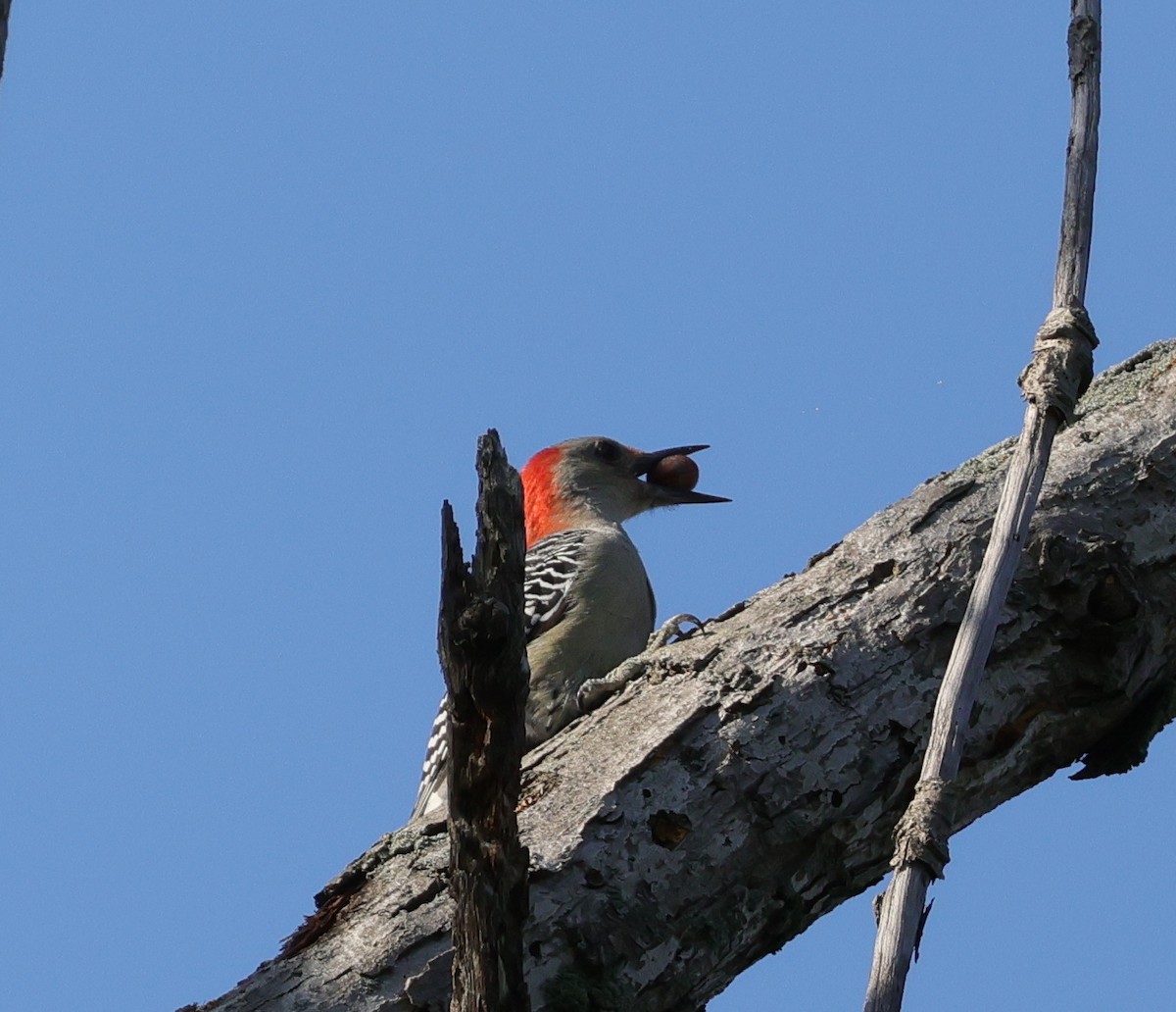 Red-bellied Woodpecker - ML643535648