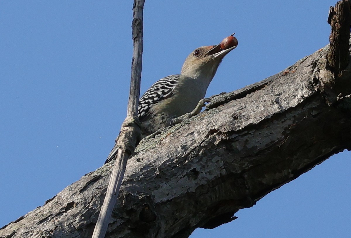 Red-bellied Woodpecker - ML643535649