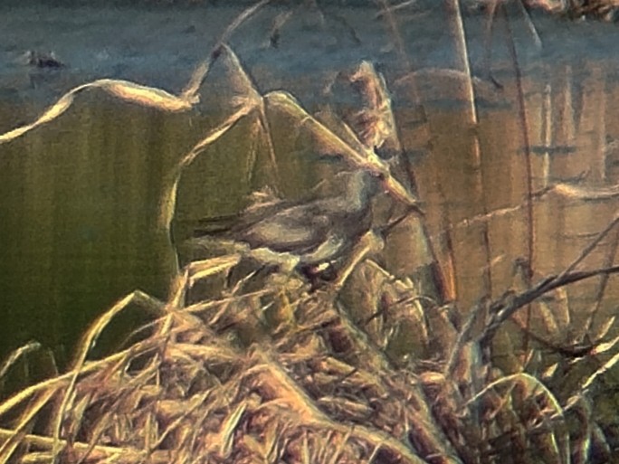 Gray-tailed Tattler - ML643535665