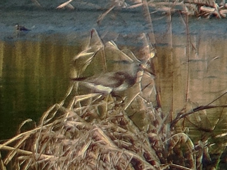 Gray-tailed Tattler - ML643535666