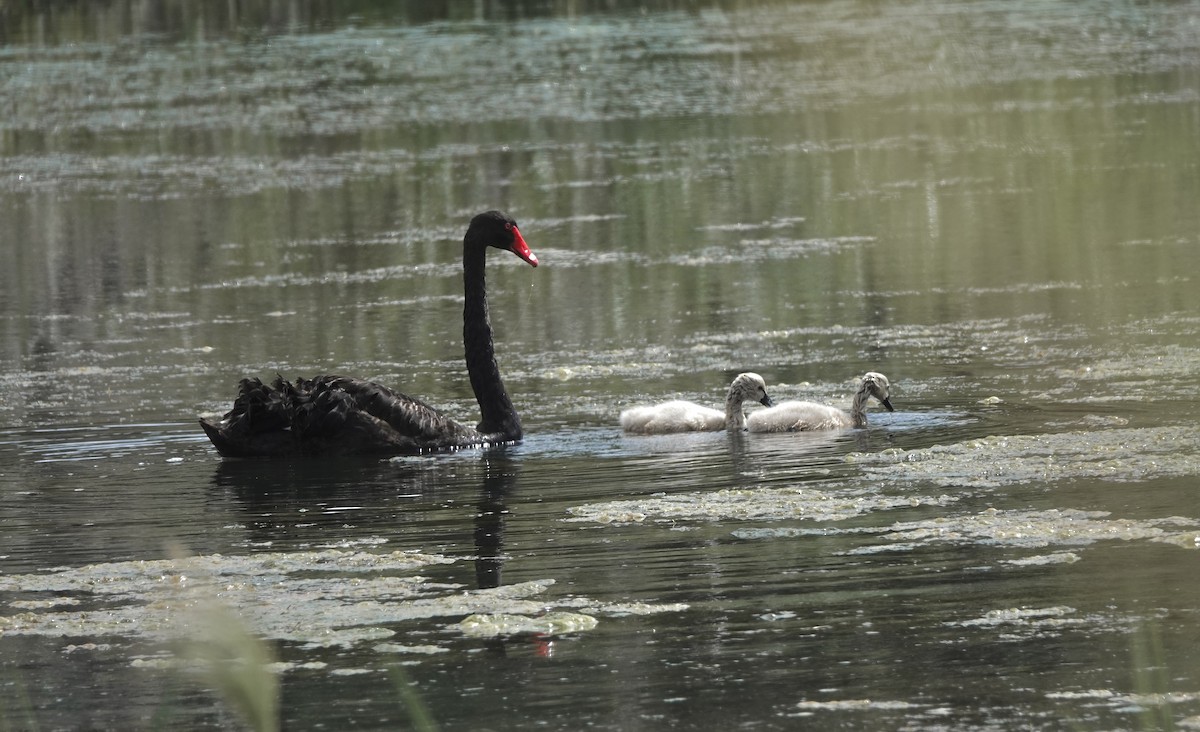 Black Swan - ML643535695