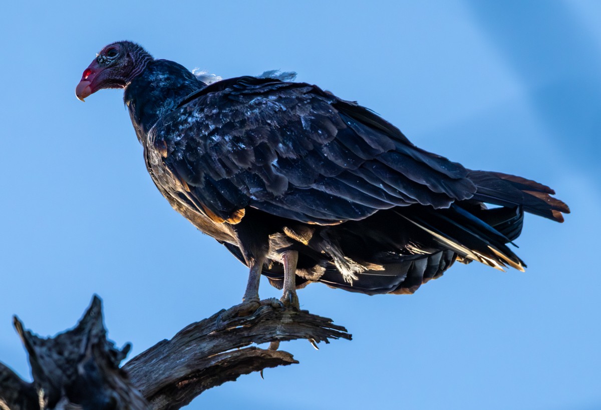 Turkey Vulture - ML643535708