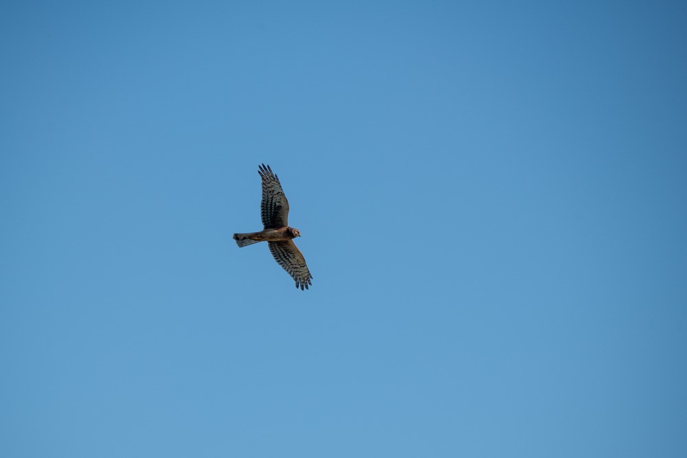 Northern Harrier - ML643535711