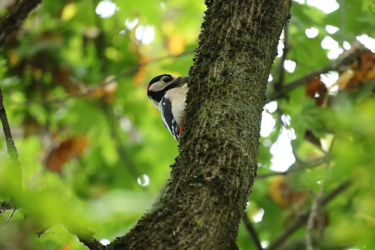 アカゲラ - ML643535717