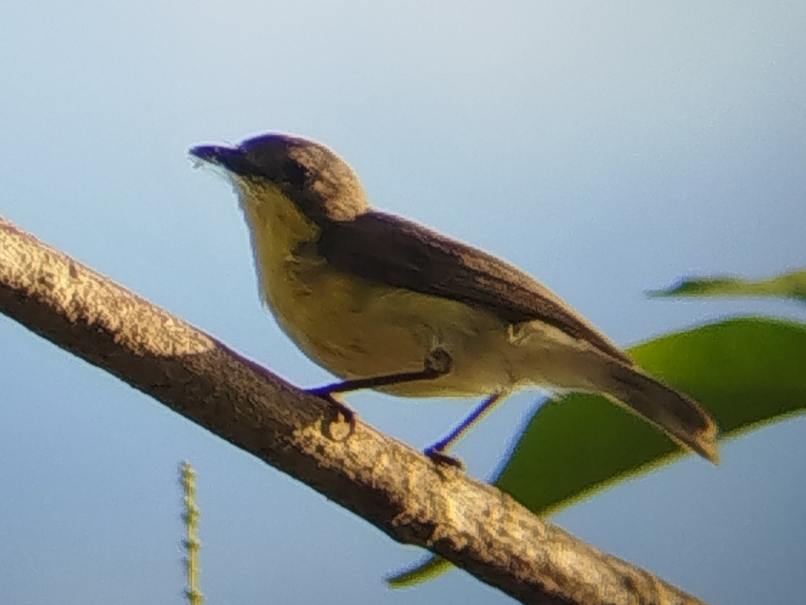 Golden-bellied Gerygone - ML643535720