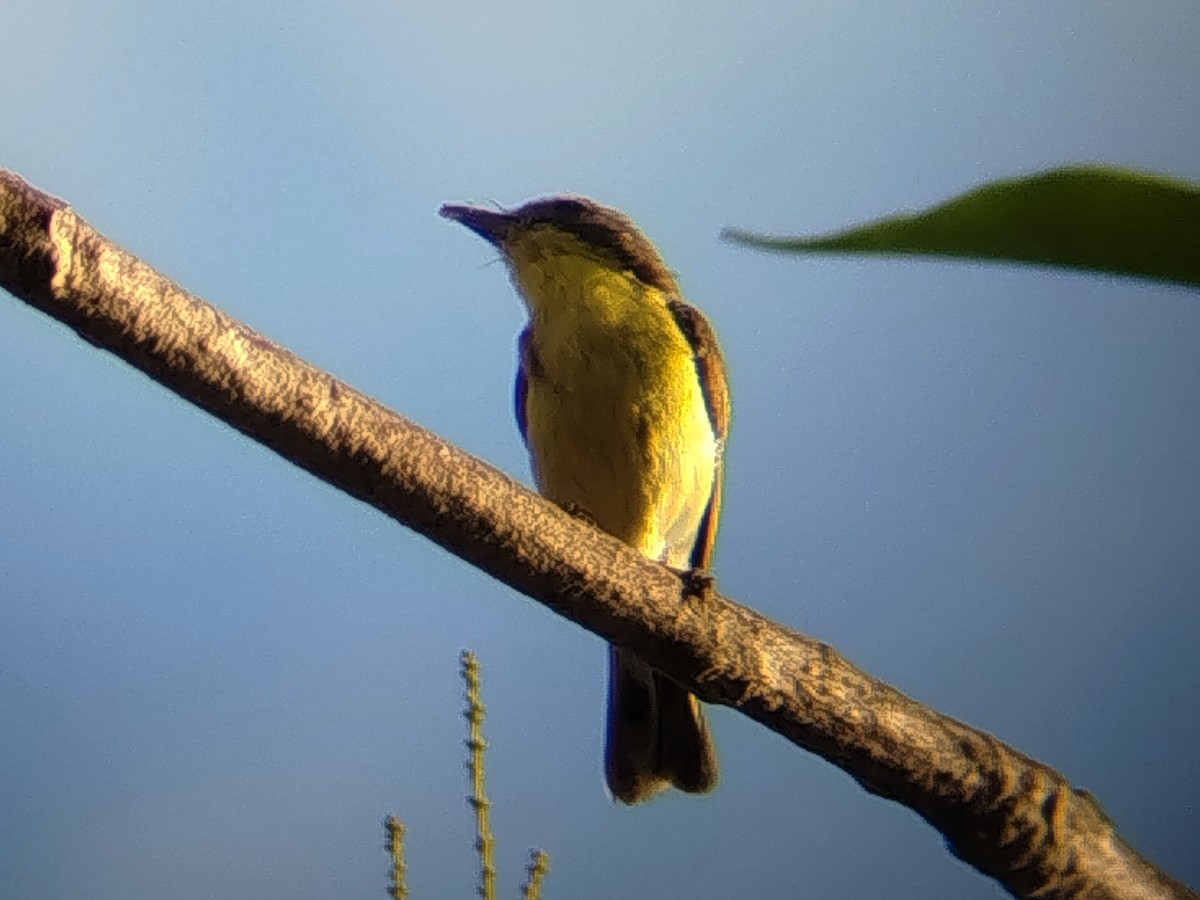 Golden-bellied Gerygone - ML643535721