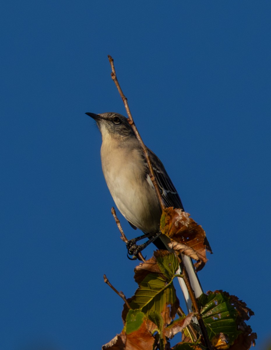 Northern Mockingbird - ML643535725