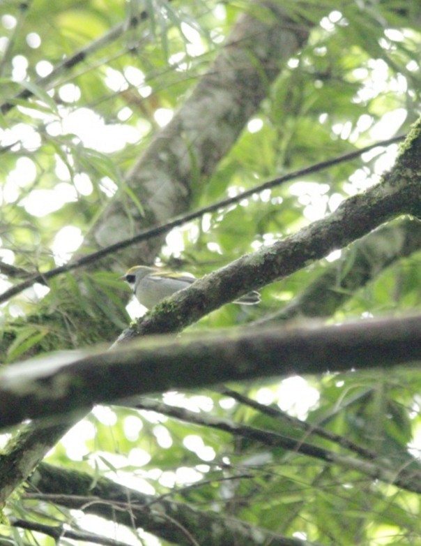 Golden-winged Warbler - ML643535735