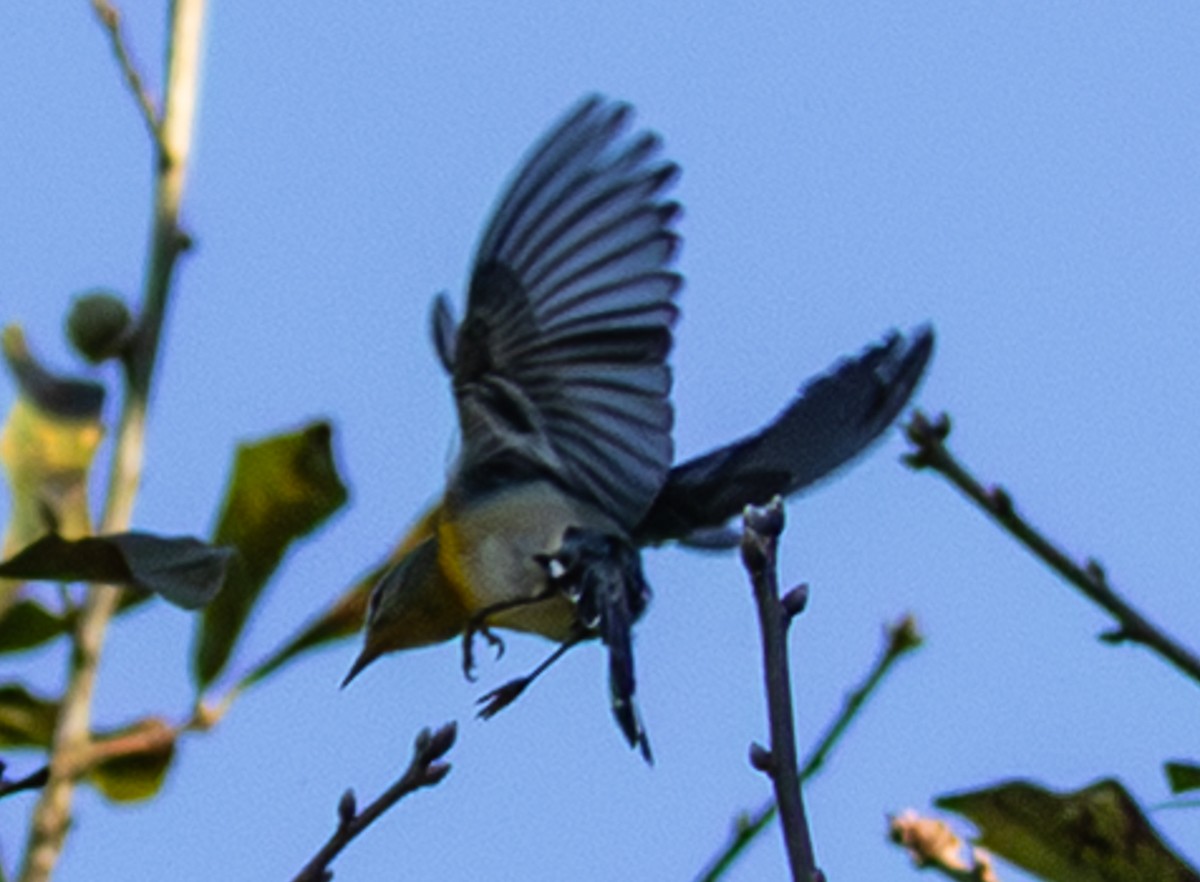 Northern Parula - ML643535742
