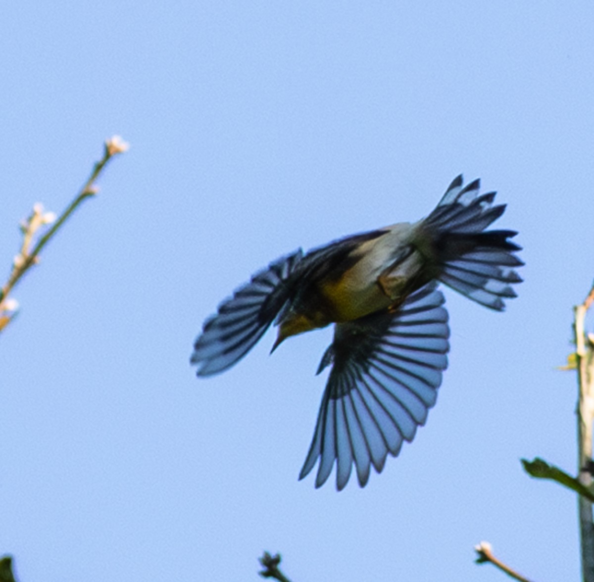 Northern Parula - ML643535752