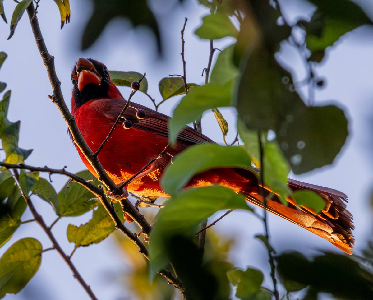 Northern Cardinal - ML643535759
