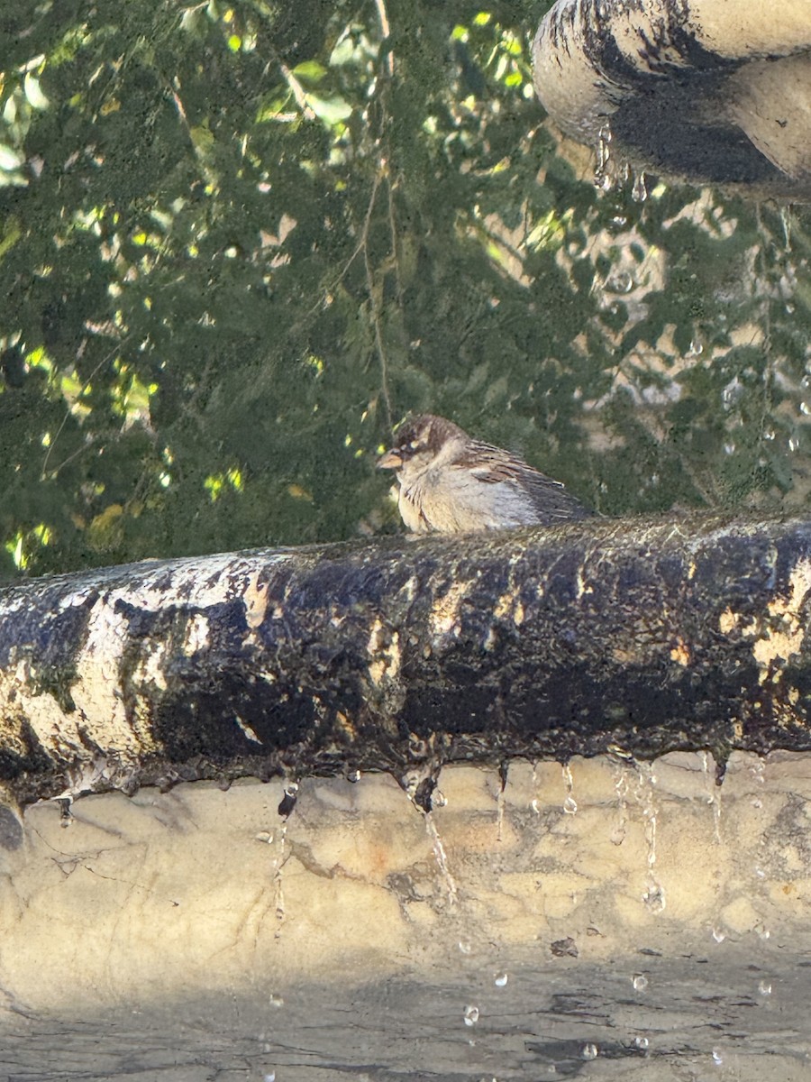 Italian Sparrow - ML643535775