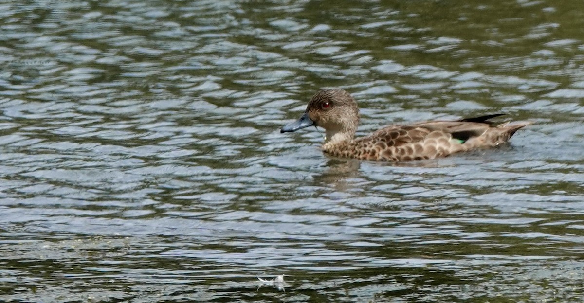 Gray Teal - ML643535776
