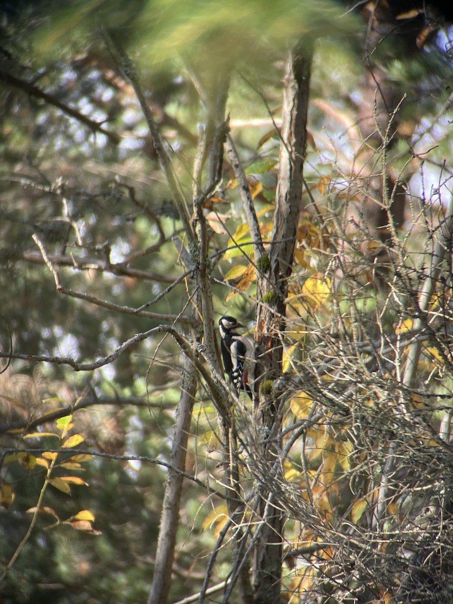 アカゲラ - ML643535781