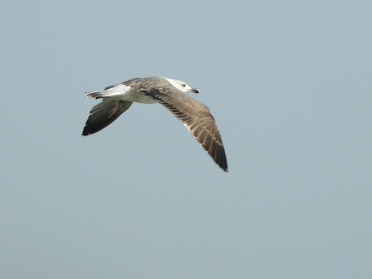 Lesser Black-backed Gull - ML643535799
