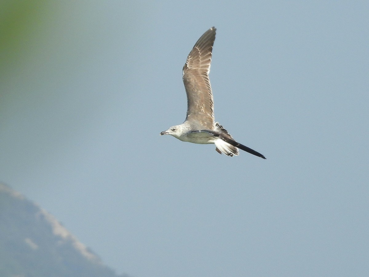 Lesser Black-backed Gull - ML643535800