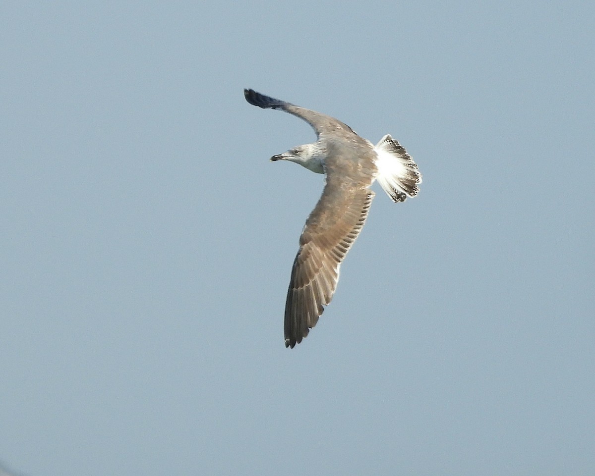 Lesser Black-backed Gull - ML643535801