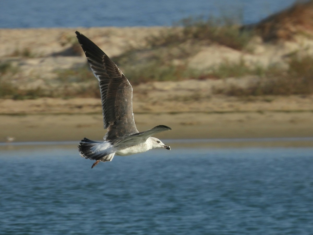 Lesser Black-backed Gull - ML643535802