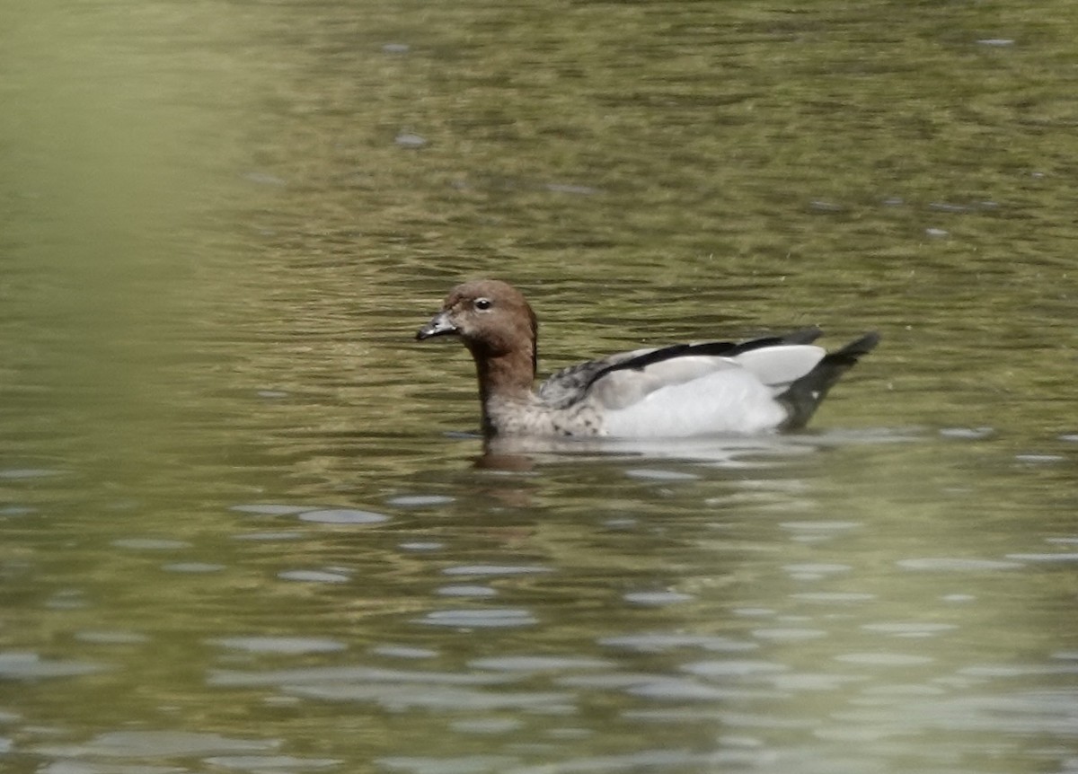 Maned Duck - ML643535830