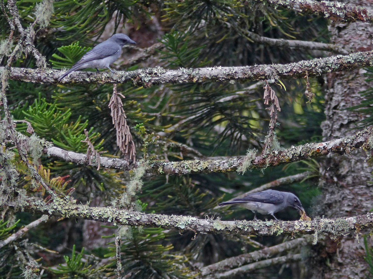 Malayan Cuckooshrike - ML643535843