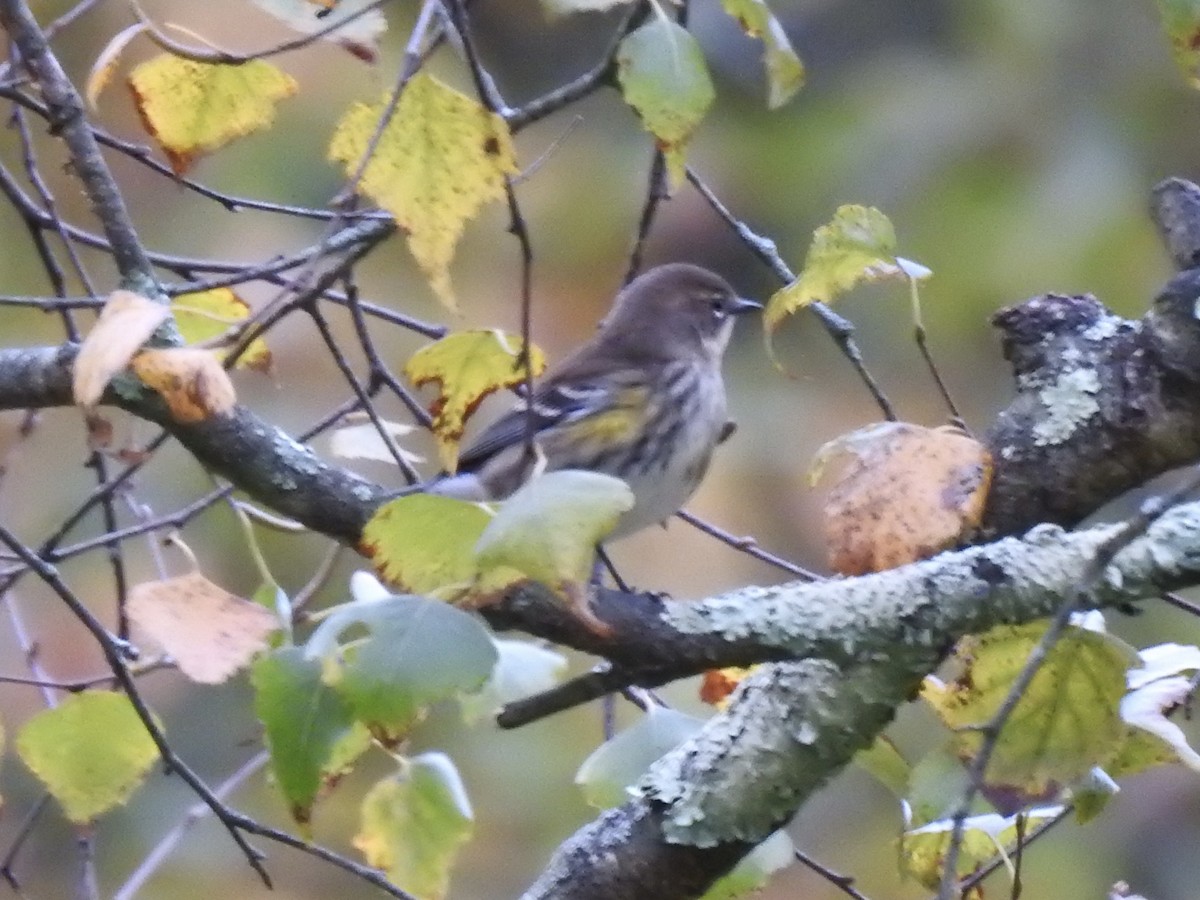 Taçlı Ötleğen (coronata) - ML643535852