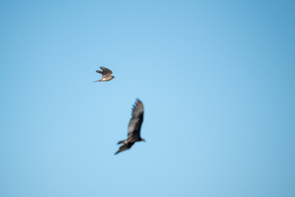 American Kestrel - ML643535857