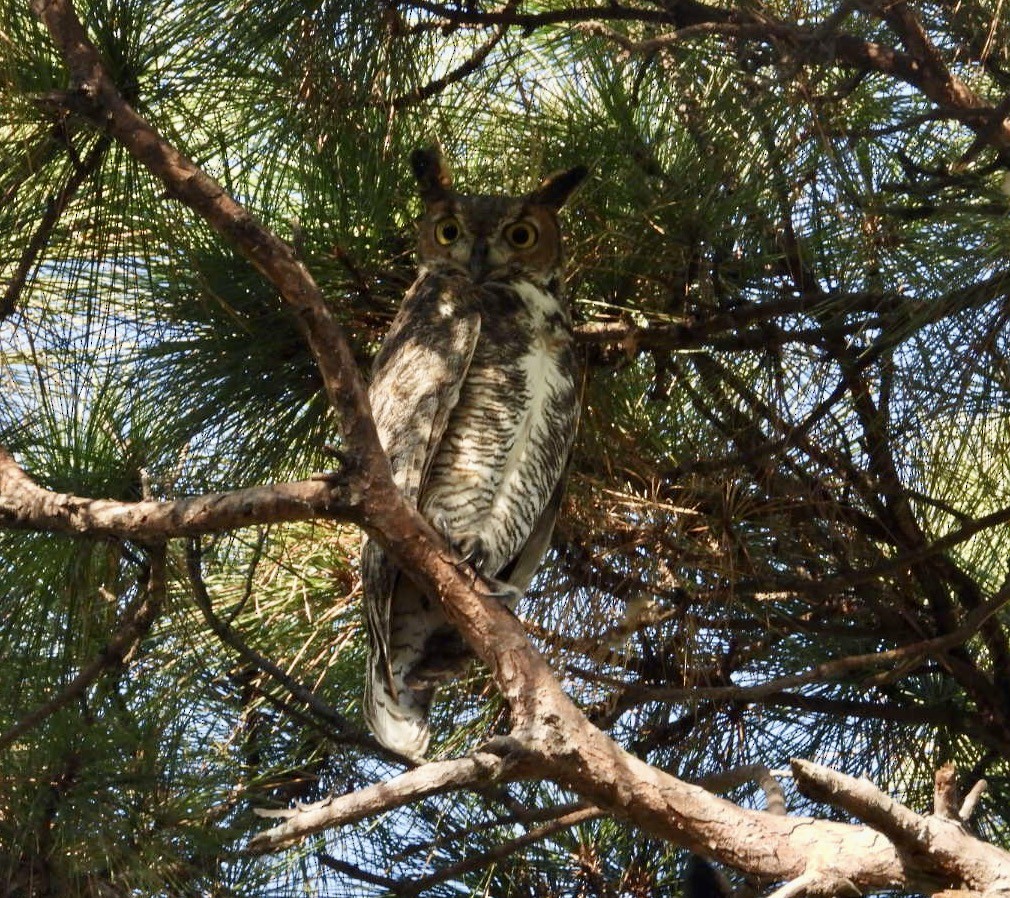 Great Horned Owl - ML643535878
