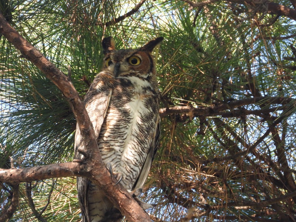Great Horned Owl - ML643535879
