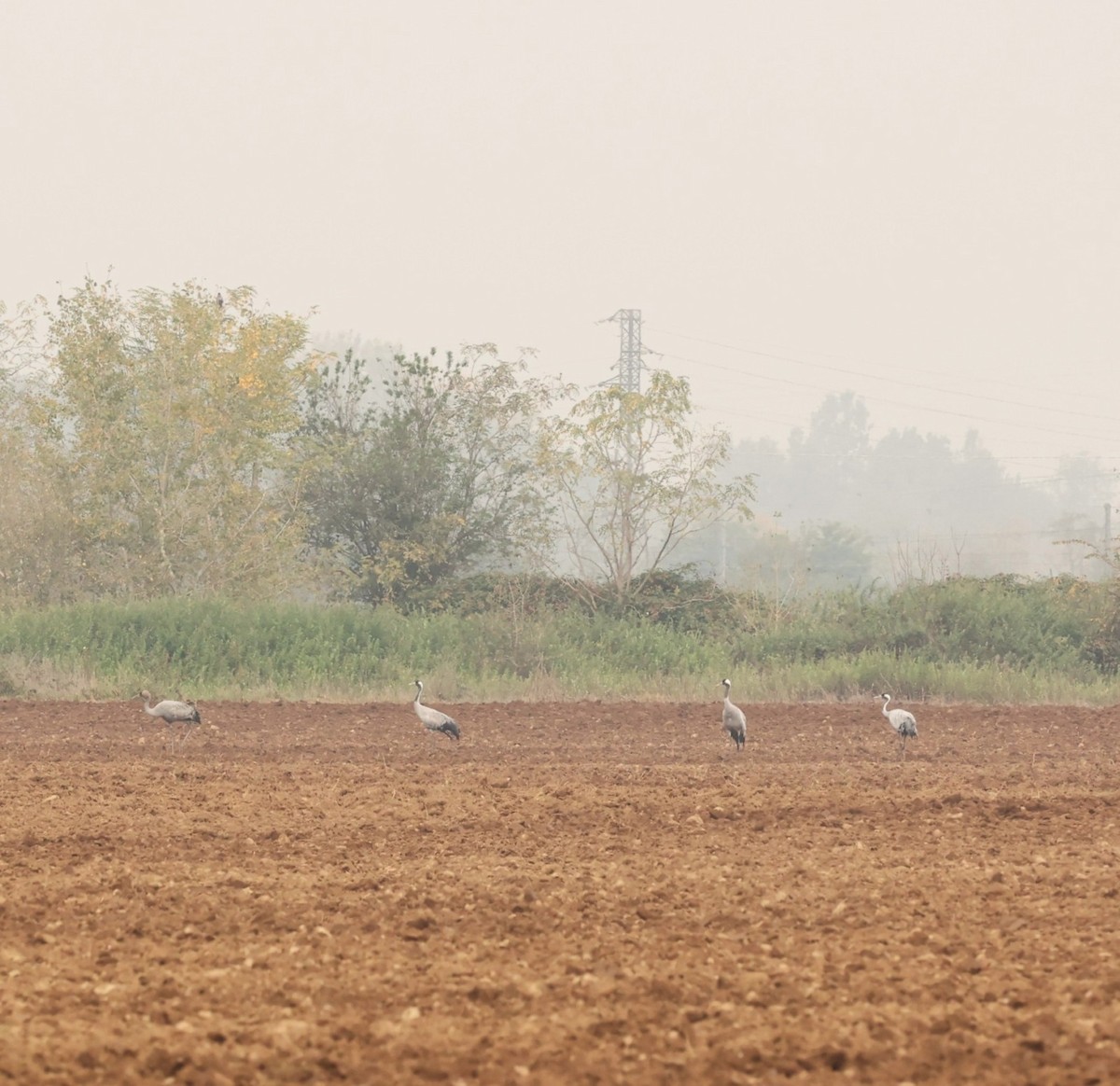 Common Crane - ML643535912
