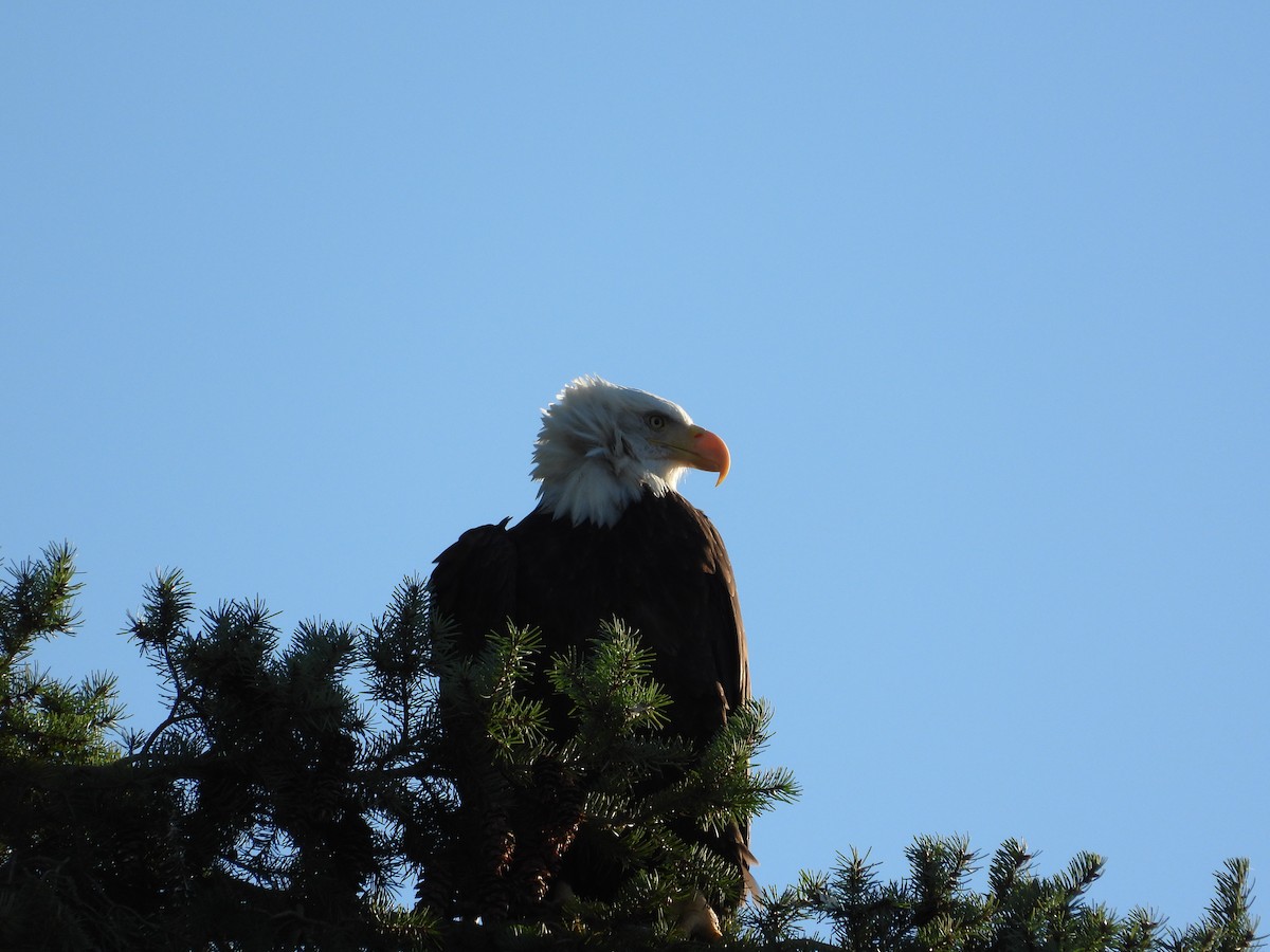 Bald Eagle - ML643535917