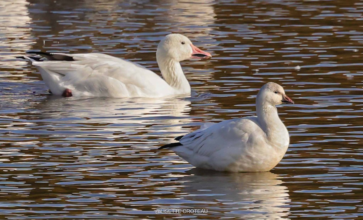 Ross's Goose - ML643535920