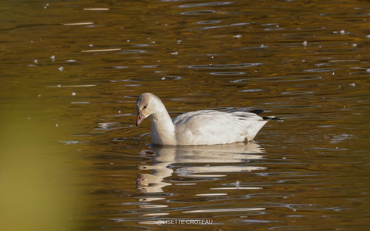 Ross's Goose - ML643535924