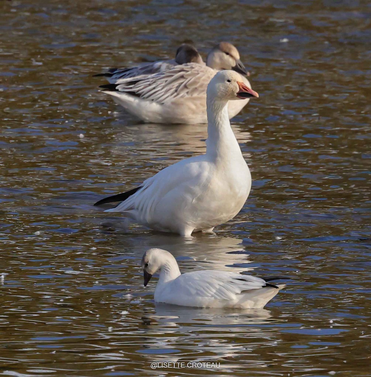 Ross's Goose - ML643535936
