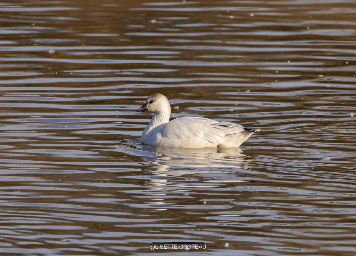 Ross's Goose - ML643535947