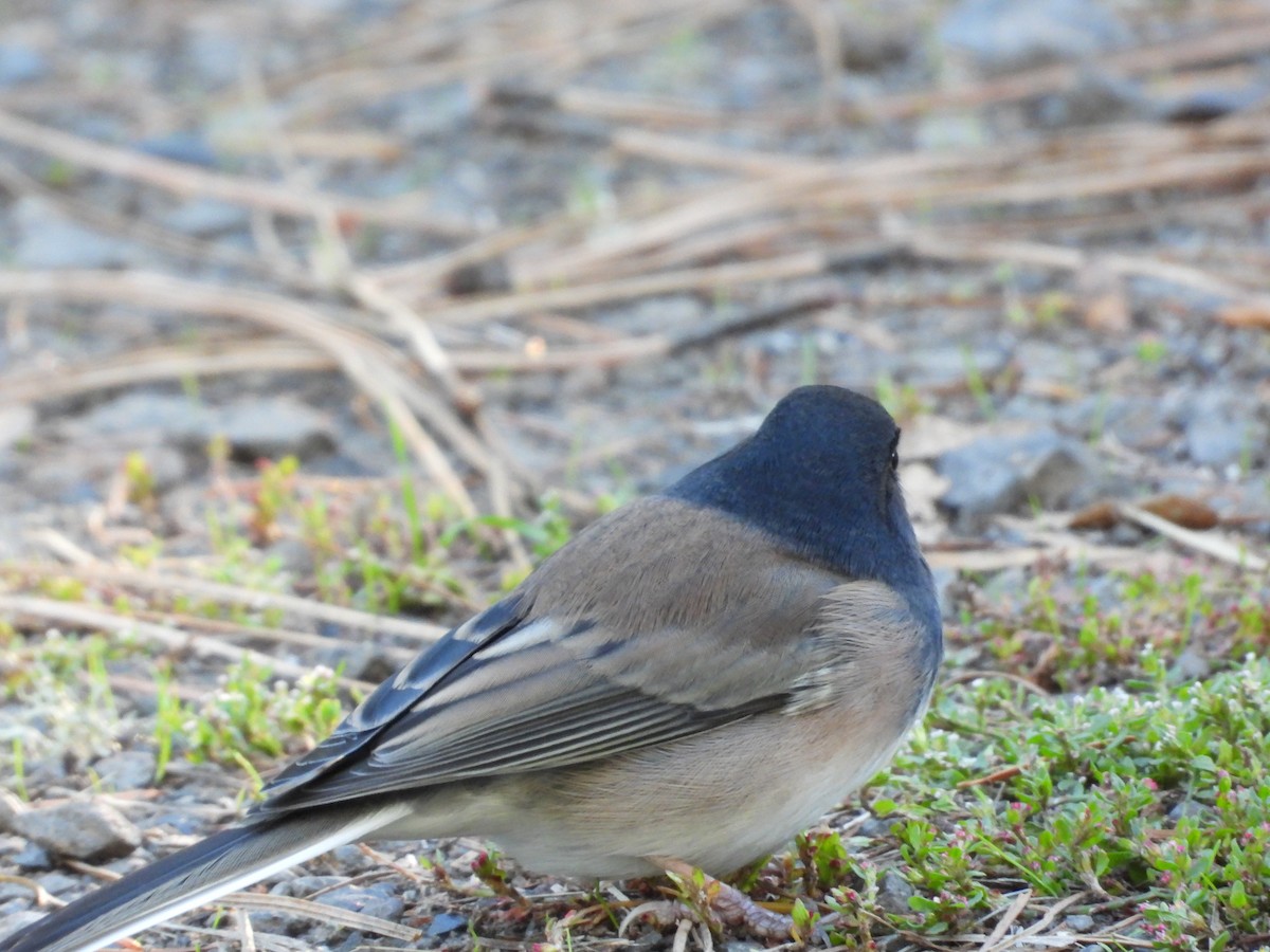 Dark-eyed Junco - ML643535948