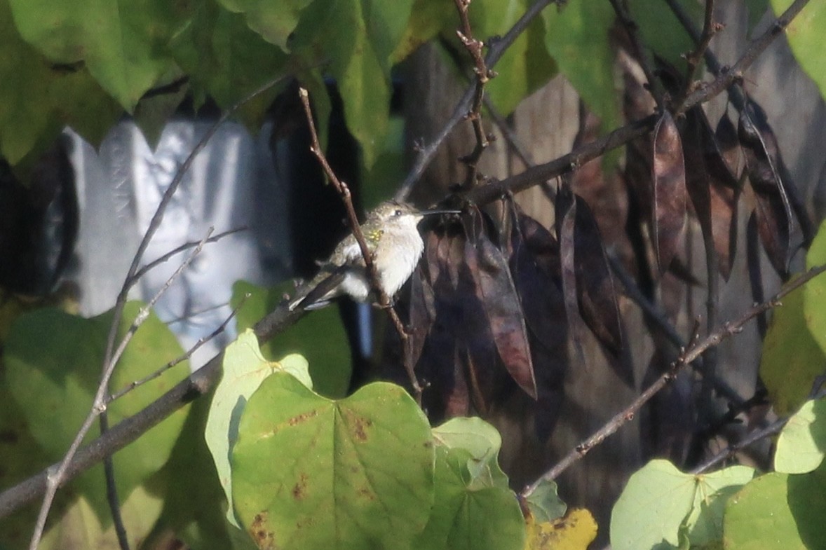 Ruby-throated Hummingbird - ML643535962
