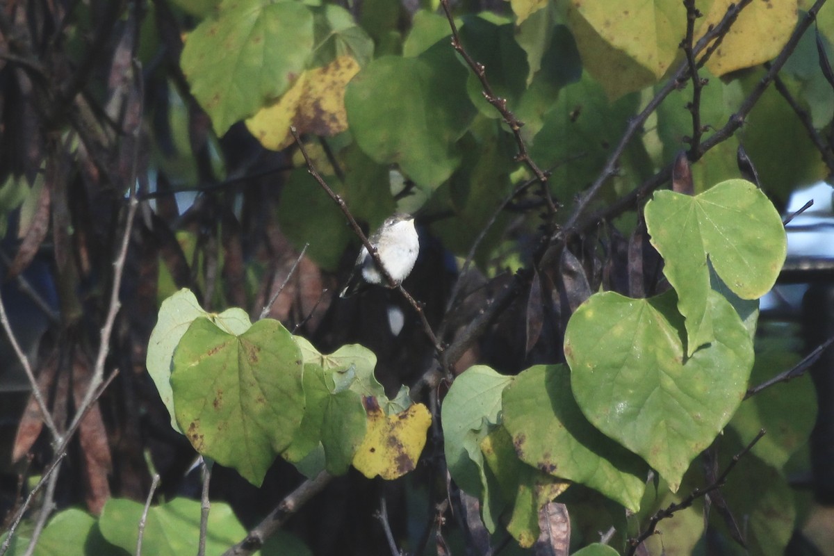 Ruby-throated Hummingbird - ML643535963