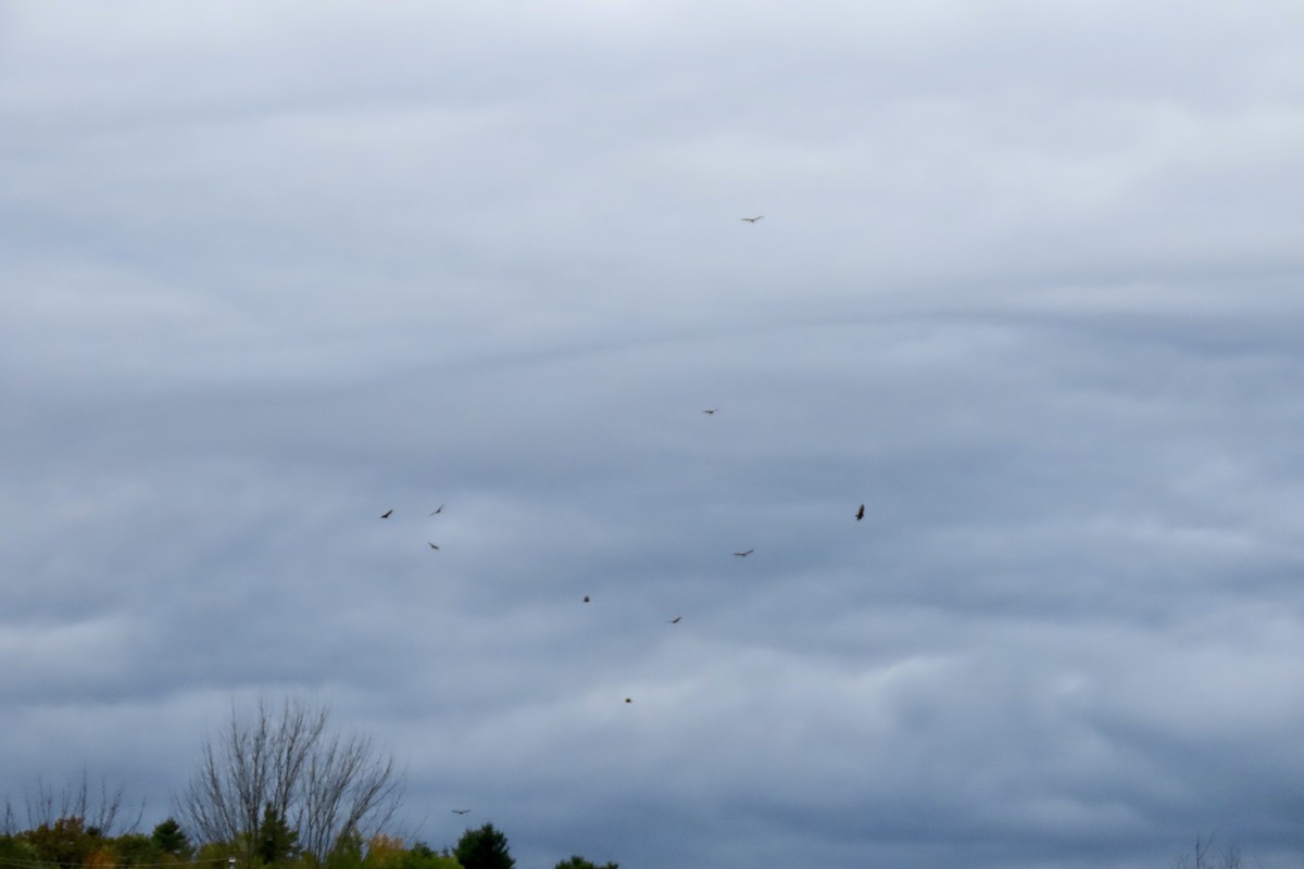 Turkey Vulture - ML643535966
