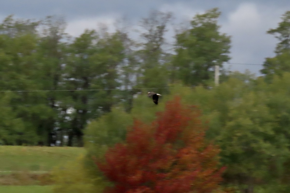 Bald Eagle - ML643535970