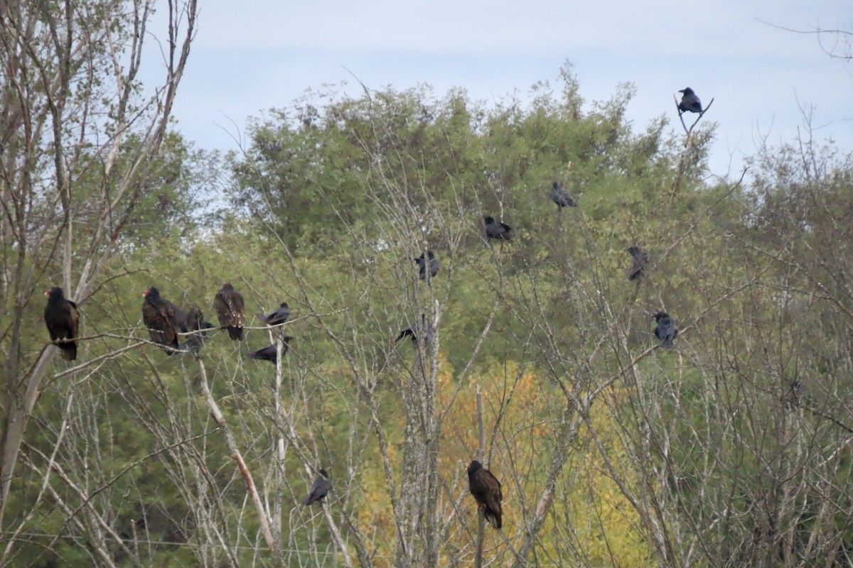 American Crow - ML643535973