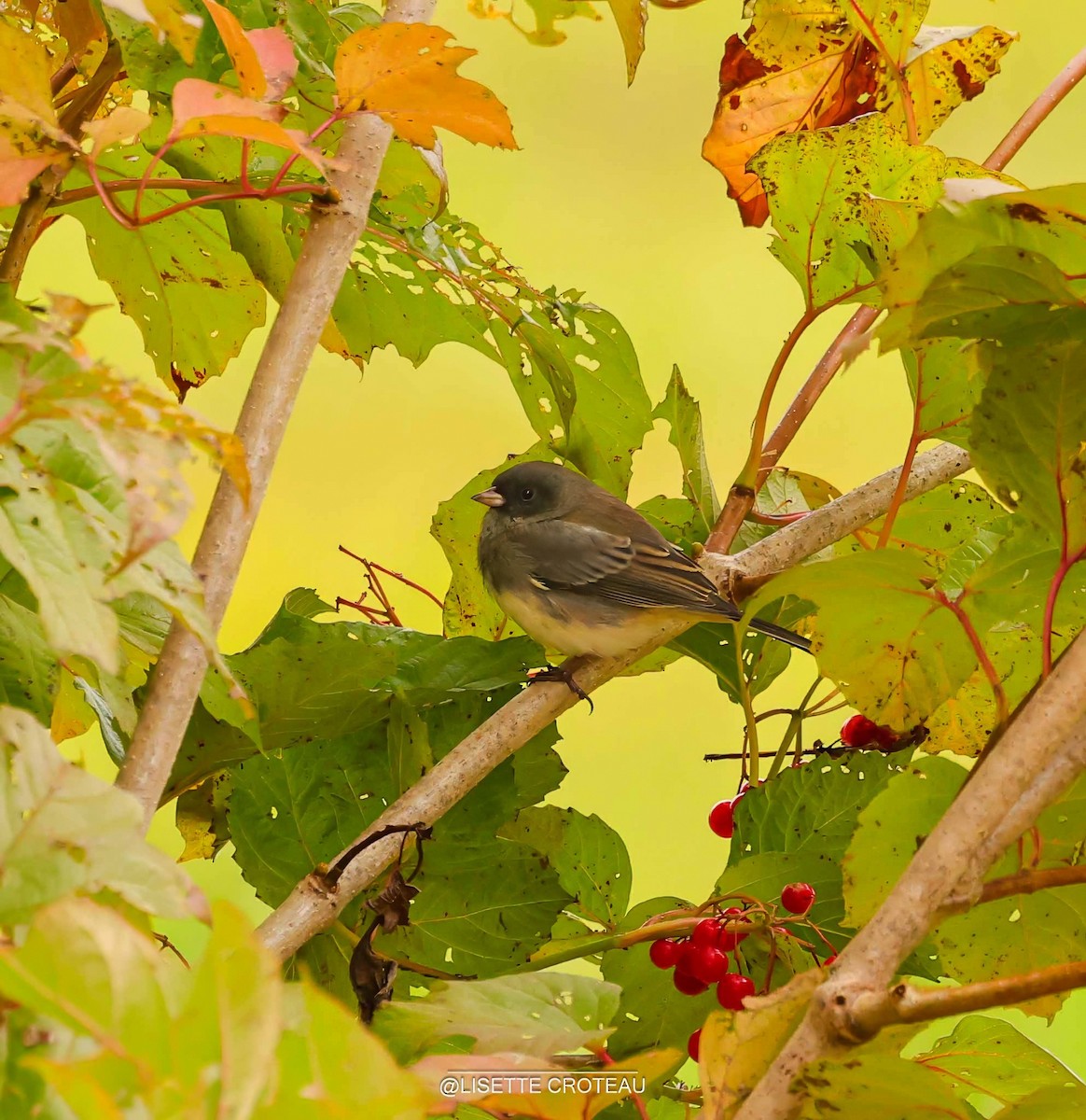 Dark-eyed Junco - ML643535978