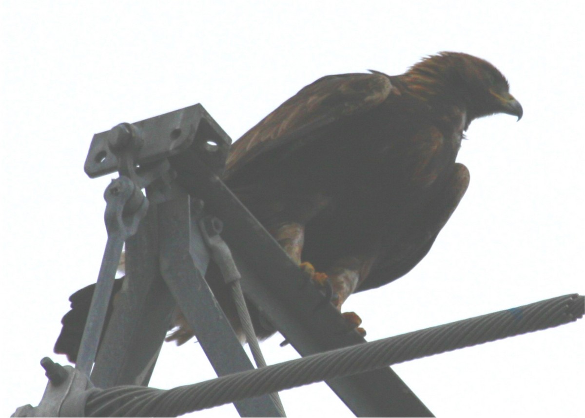 Golden Eagle - ML643535992