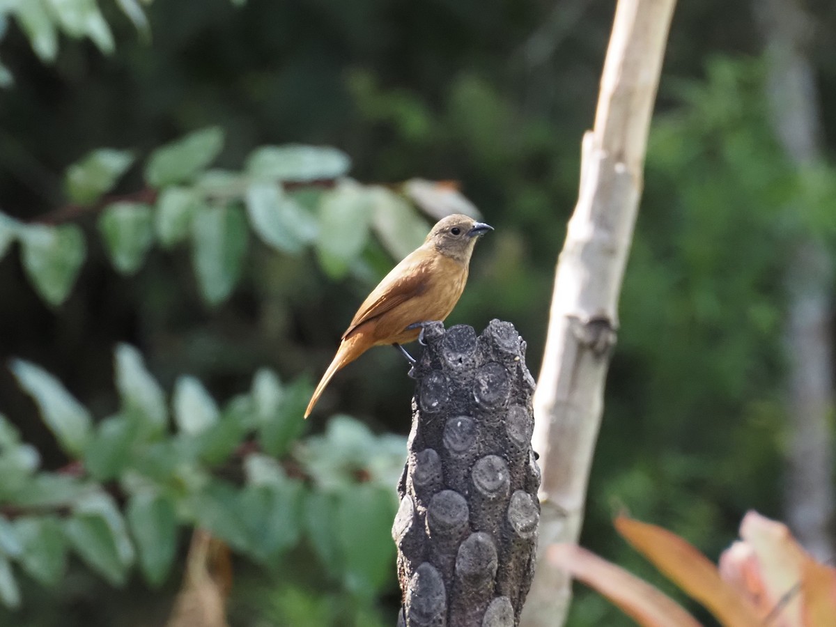 Ruby-crowned Tanager - ML643535995