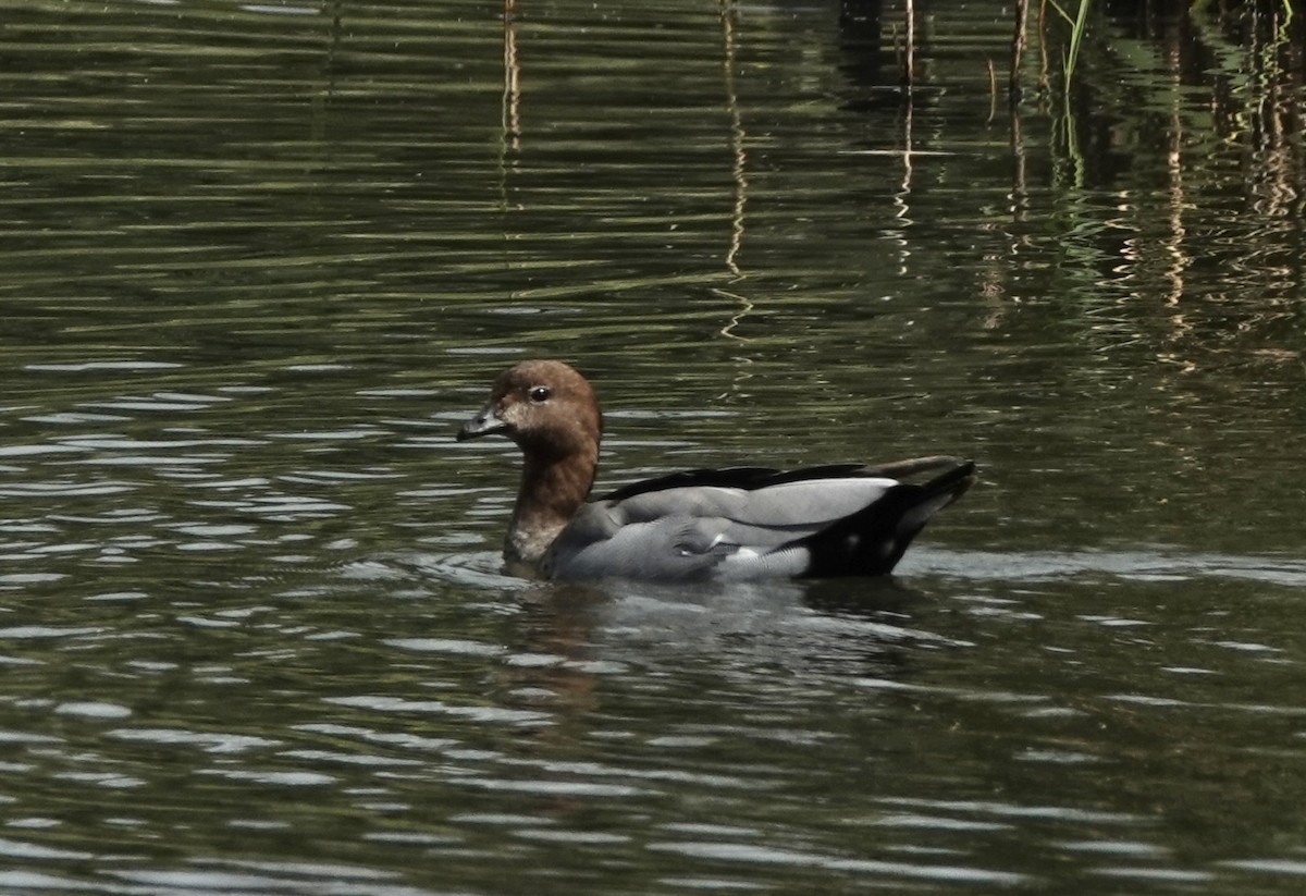 Maned Duck - ML643536003