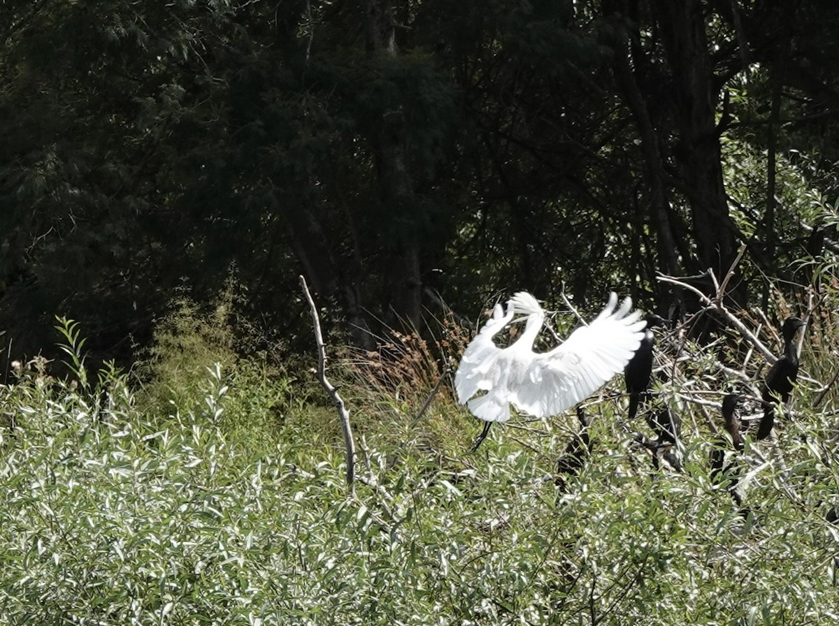 Royal Spoonbill - ML643536049