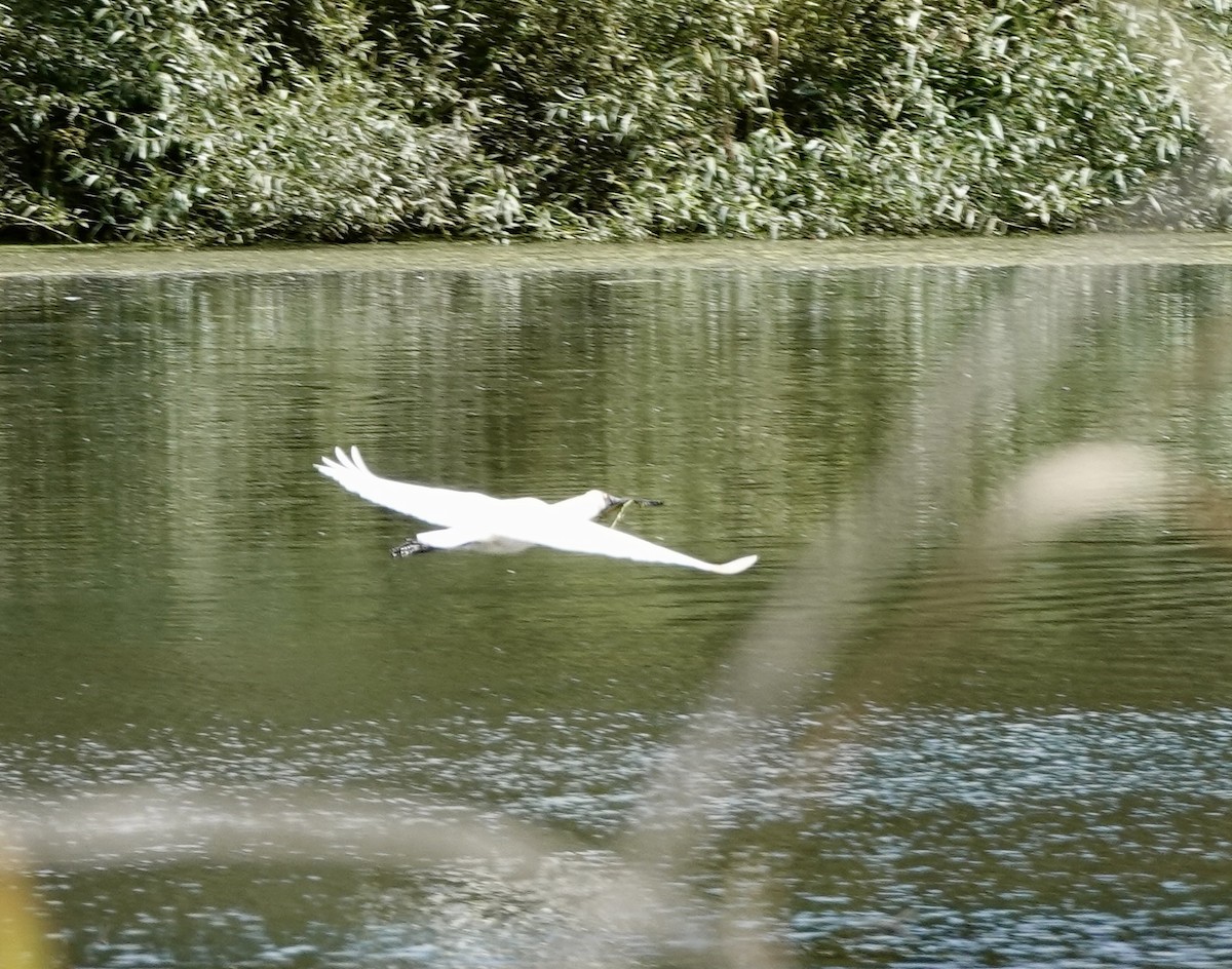 Royal Spoonbill - ML643536050